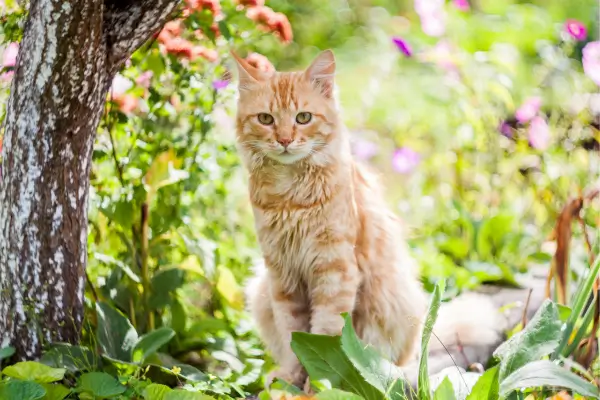 Jardins para Pequenos Animais de Estimação