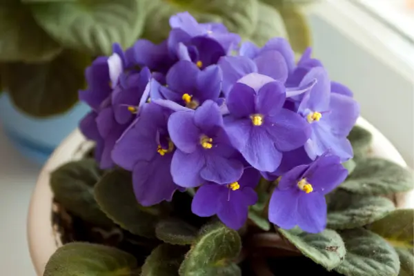 Por Que Minha Violeta Não dá Flor?