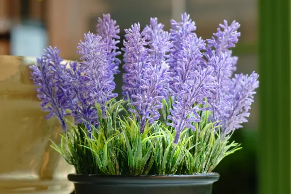 Como Podar Lavanda em Vaso