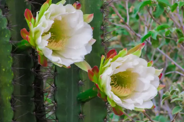 Cactos Brasileiros que Dão Flores